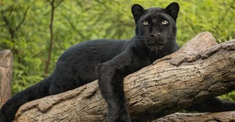 Panther Animal Facts Panthera Pardus Panthera Onca A Z Animals