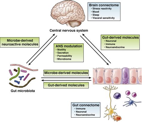 The Brain Gut Microbiome Axis Cellular And Molecular Gastroenterology And Hepatology