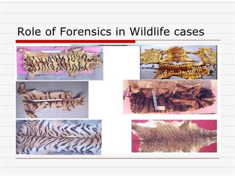 Role Of Forensics In Wildlife
