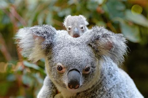 Newborn Baby Koalas