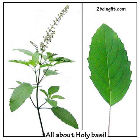 The proven health benefits of holy basil will leave you with a china manufacturer supply holy basil extract powder4:1,10:1,20:1 ursolic acid specification of holy basil extract botanical source: Holy basil- proven health benefits and uses - 2BeingFit