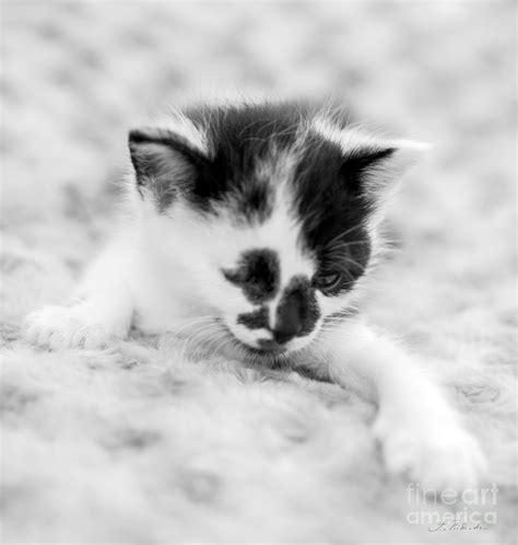 Spotted Black And White Kitten Photograph By Iris Richardson Fine Art