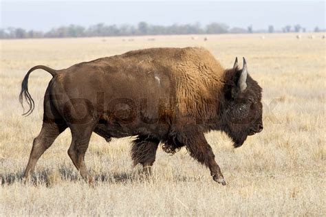 Nordamerikanischen Bison Männchen Von Der Ukrainischen Steppe Geht