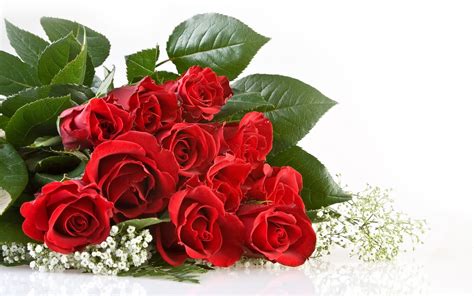 Wallpaper Expreess Red Rose Flowers