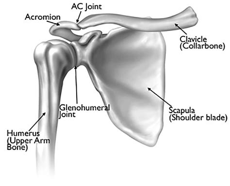 Understanding Shoulder Muscle Anatomy