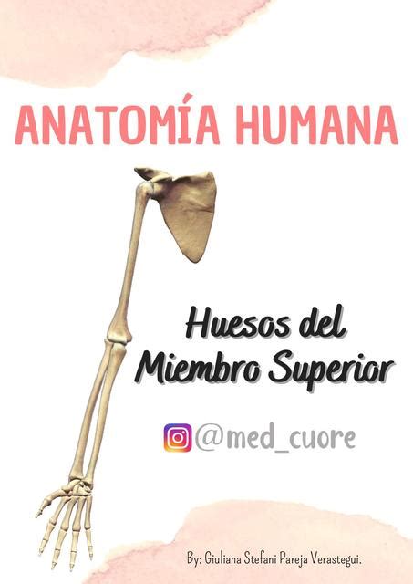 Huesos Del Miembro Superior AnatomÍa Med Cuore Udocz
