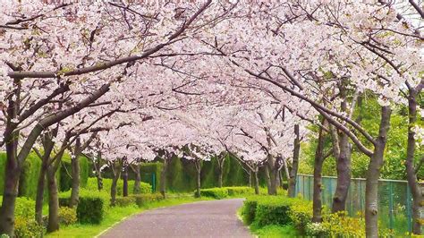 All About The Weather And Spring Temperature In Japan