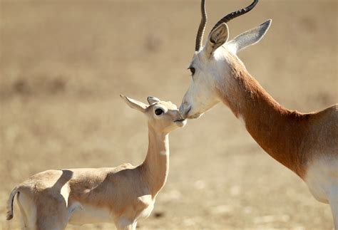 Последние твиты от prancing gazzele (@pgazzele). Dama Gazelle Baby - Safari West