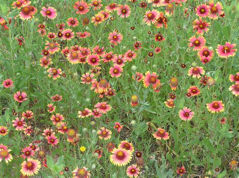 A wide variety of garden perennial flowers options are available to you, such as material, commercial buyer, and occasion. texas panhandle gardening | Gardening zones, Texas ...