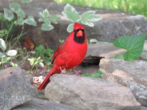 How To Attract Cardinals To Your Garden Or Yard Owlcation