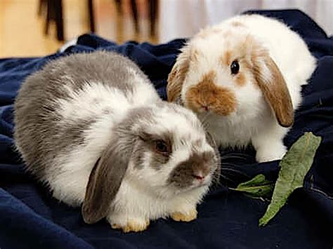 Holland Lop Rabbit Breed Information Caring Guide Uk Pets