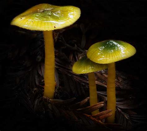 Mycology facts, information, pictures | Encyclopedia.com articles about Mycology