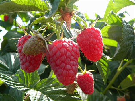 Eden Floricane Producing Organic Red Raspberry Backyard Berry Plants