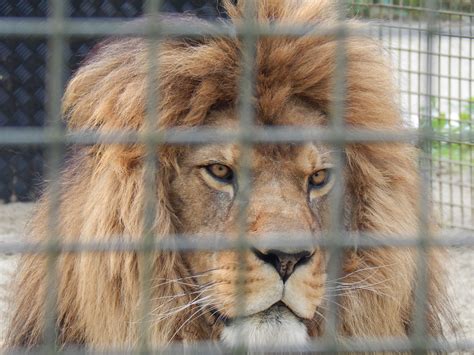 Moroccan Lions In Zoos Today Barbary Lion