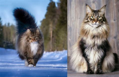 Norwegian Forest Cat Vs American Longhair Breed Comparison