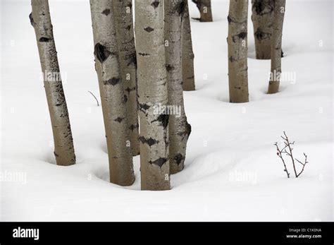 Poplar Aspen Trees In Snow Stock Photo Alamy
