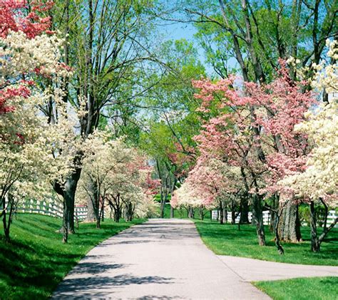 Cherry Blossom Trees Path Pictures Of Spring Flowers Dogwood Trees