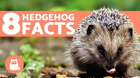 8 Facts About Hedgehogs You Should Know Youtube