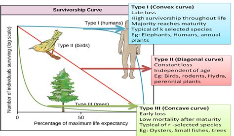 What Are The 3 Types Of Survivorship Curves In Ecology