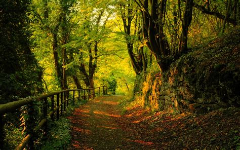 Autumn Forest Landscape High Resolution Backgrounds Wallpaper Paths Bridges And Steps