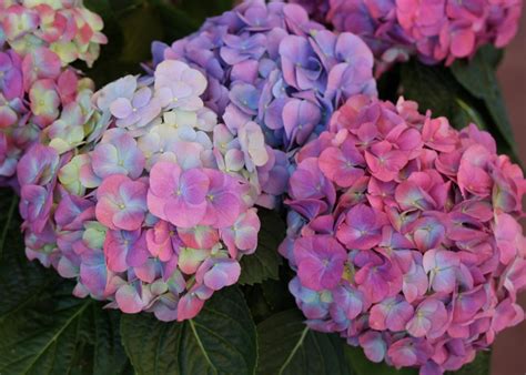 How To Change Hydrangea Flower Color Hgtv