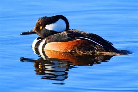 Hooded Merganser Big Year Birding