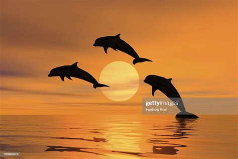 Three Dolphins Jumping Out Of The Water Sunset Silhouette 3d Graphics