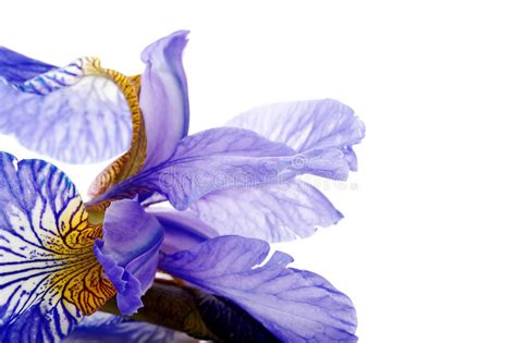 Petals Of A Flower Of An Blue Iris Stock Photo Image Of Flora