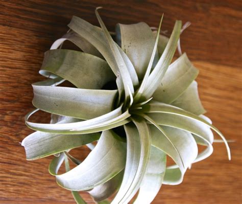 What kinds of flowers are there in stock? Where To Buy Air Plants Online