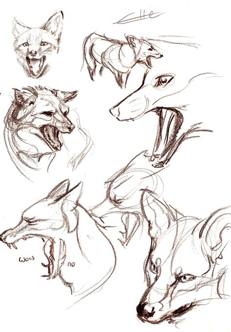 Foxes From Reference Animal Drawings Fox Drawing Sketches Animal