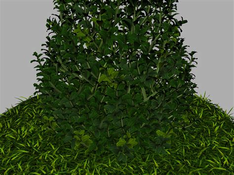 Buxus Plant Cone Shape 3d Model Realtime 3d Models World