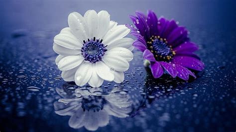 Purple Flower Petals With Raindrops Best Flower Site