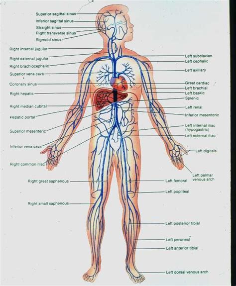 Human Veins Body Diagram Human Body Diagram Arteries Anatomy