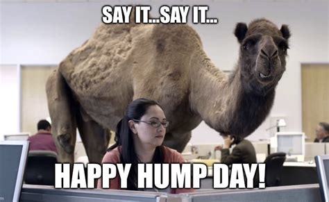 Happy Hump Day Memes For Wednesday Laughs Lola Lambchops