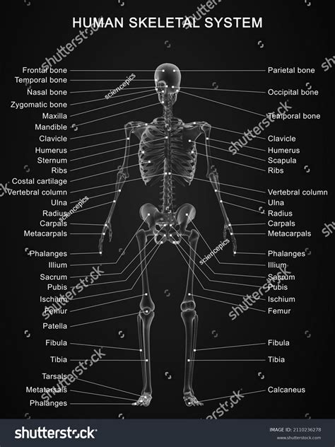 Human Skeletal System Anatomy Detailed Labeled Stock Illustration