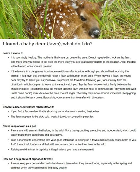 I Found A Baby Deer Fawn What Do I Do Fawn Deer Born Wild Stay