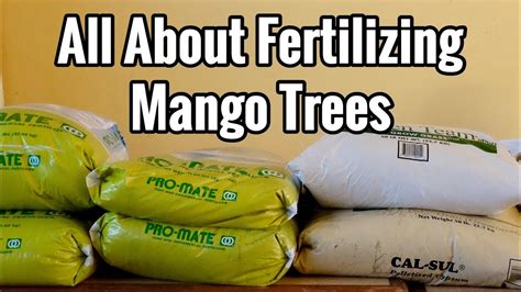 Why backyard fruit trees are not for everyone, m. All About Fertilizing Mango Trees - YouTube