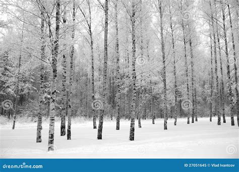 Winter Wood Stock Image Image Of Grove Forest Snow 27051645