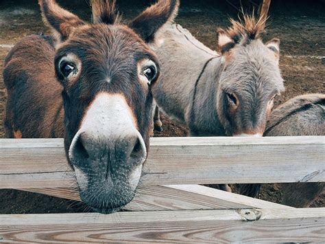 Donkey Farm Animal · Free Photo On Pixabay