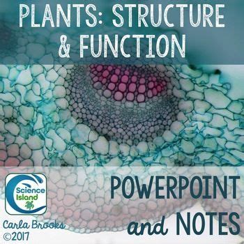 Plants Structure And Function PowerPoint And Notes PPT And Google
