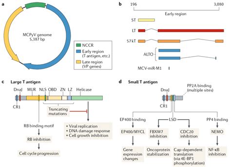 Structure And Function Of The Merkel Cell Polyomavirus Genome A