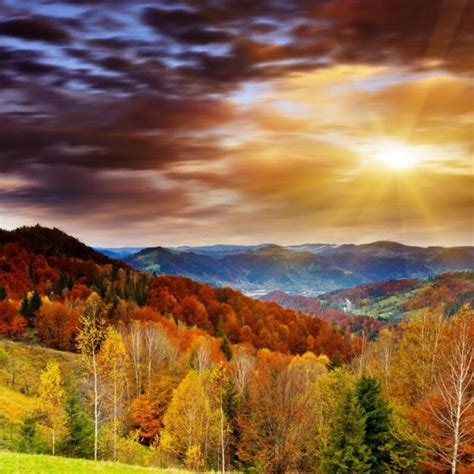 Photography Backdrops Golden Leaves Trees Sunset Hills Autumn Background