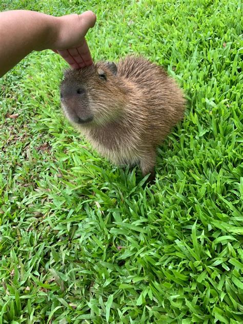 This Capybara Loves To Be Pet Capybara