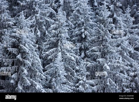Snow Covered Conifers Black Forest Baden Wuerttemberg Germany Stock