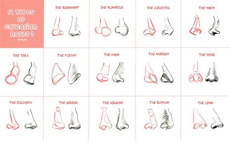 Tutorial 14 Types Of Caucasian Noses Basic Shapes Nose Drawing