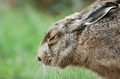 How To Make A Rabbit Sleep At Night