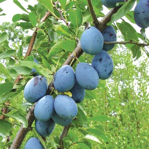 Newly planted fruit trees benefit from pruning to direct tree growth. Stanley Prune-Plum - Plum Trees - Stark Bro's
