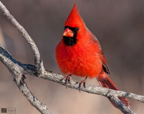 Northern Cardinal Cardinalis Cardinalis Adult Male From Oa Flickr
