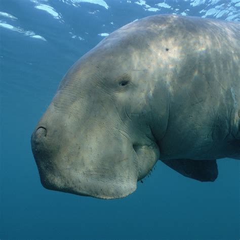 Dugong Dugongs Eat Weed K4 Fins This Page Aims To Increase Public