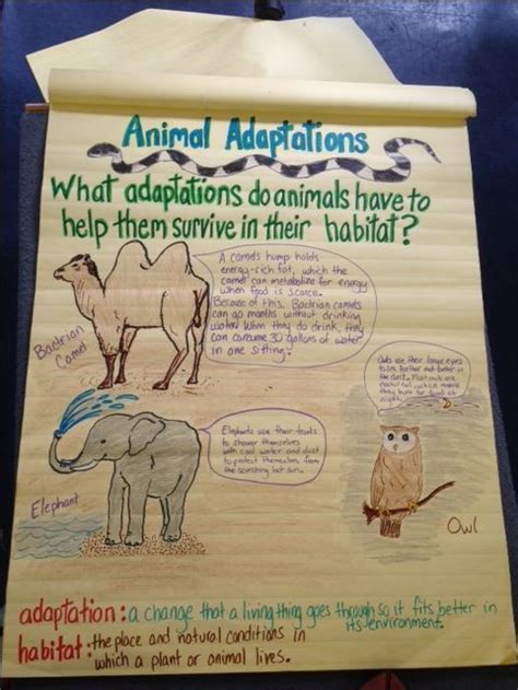 3rd Grade Science Animal Adaptations Fourth Grade Science Science